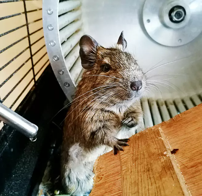 Why Homeowners & Businesses Trust Us Lisle, IL